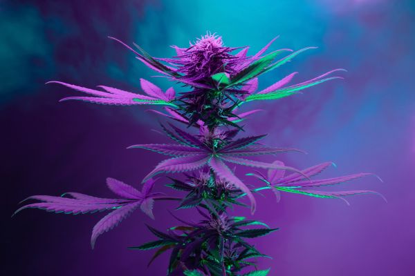marijuana plant
