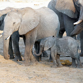 teach kids about animal parents