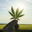 cannabis leaf