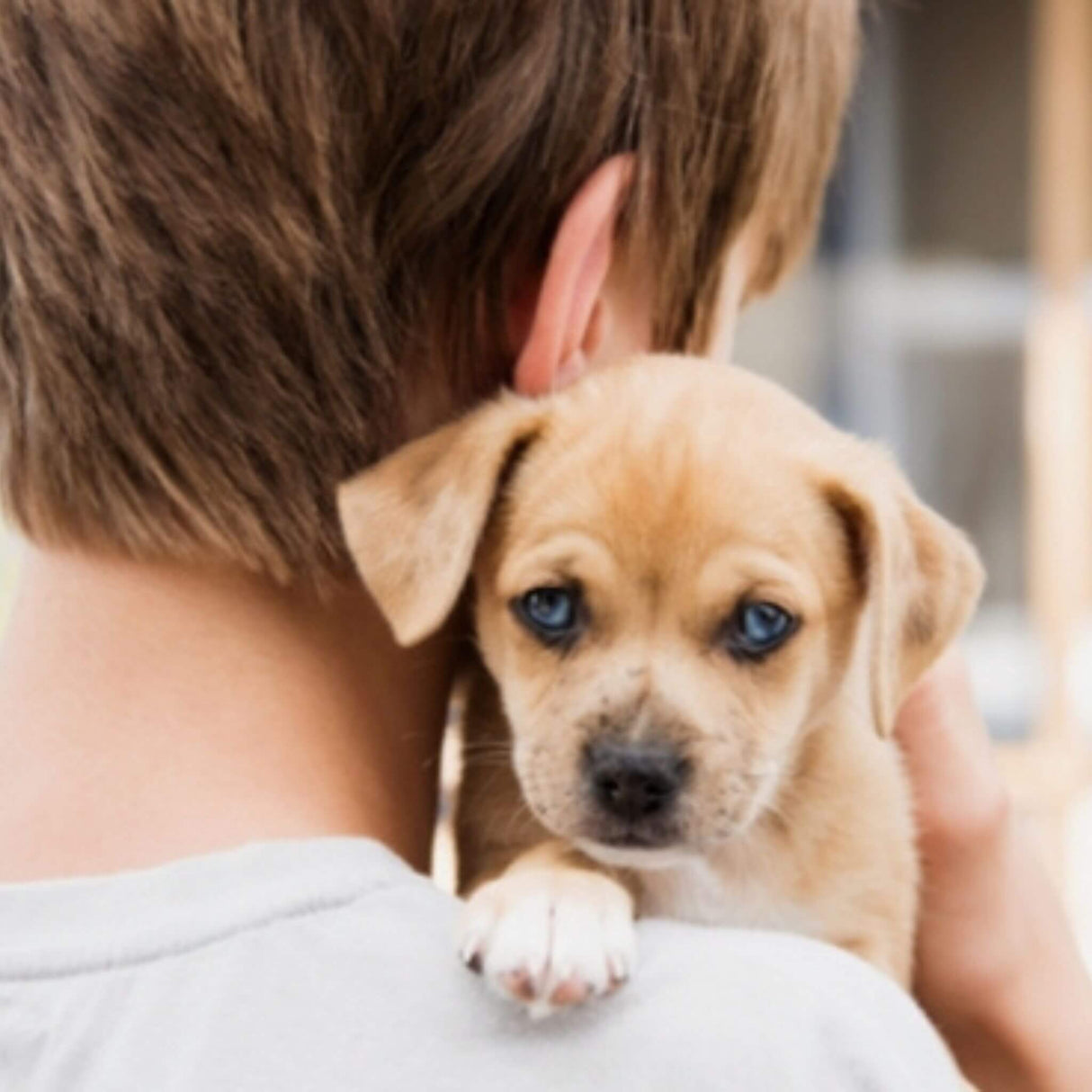 teach kids how to care for dog
