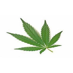 cannabis plant