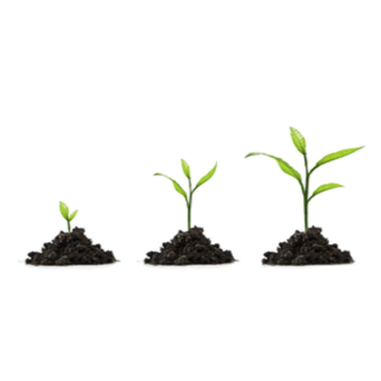 business growth