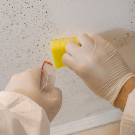 mold safety training