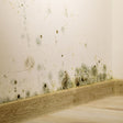 mould safety training