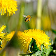 teach kids about pesticides